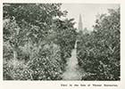 Victoria Road/Isle of Thanet Nurseries [Guide 1900]